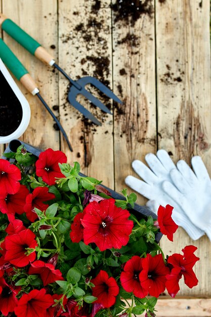 Fleurs de pétunia et outils de jardinage sur fond de bois