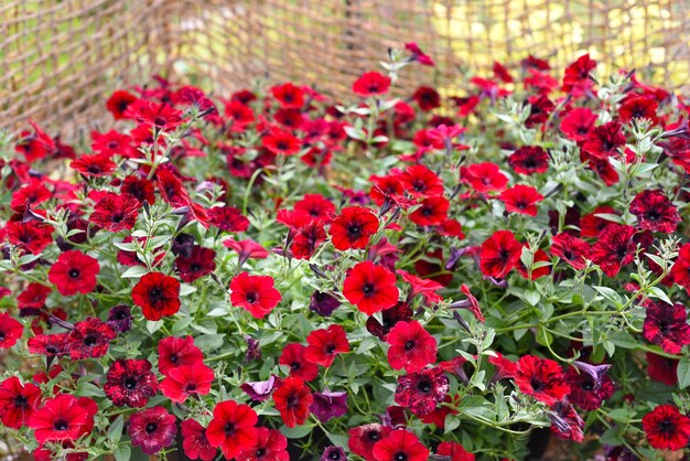 Fleurs de pétunia Potunia Plus Red poussant en Extrême-Orient russe