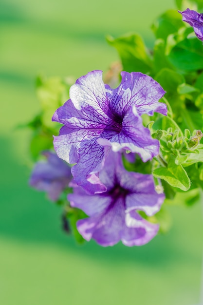 Fleurs de pétunia pourpres dans le jardin au printemps