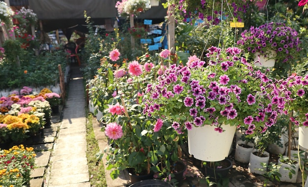 Fleurs de pétunia à vendre