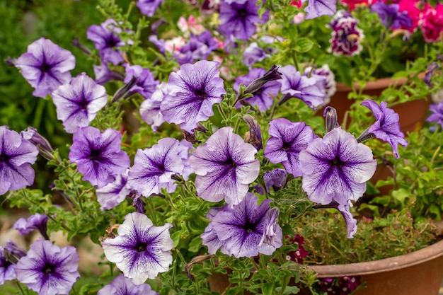 Fleurs de pétunia violet vif sur fond vert lors d'une journée ensoleillée macro photographie