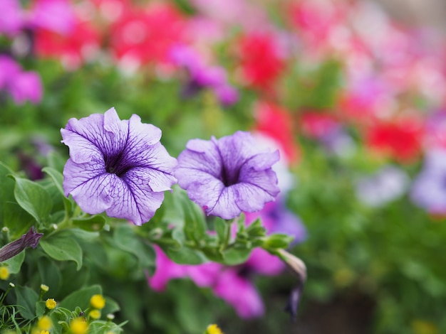 Fleurs De Pétunia Violettes