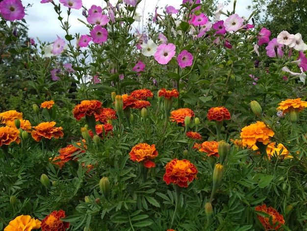 fleurs, pétunias, soucis, beaux, luxuriants, délicats, sur le fond, verts, herbes