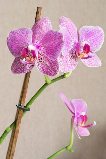 Fleurs de phalaenopsis roses