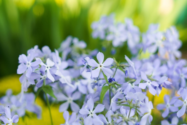 Photo fleurs de phlox bleues ou violettes sur un fond de verdure dans le jardin le concept de jardinage de la culture et de la plantation de plantes en fleurs et l'arrivée du printemps