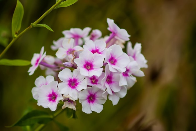 Photo des fleurs de phlox dans le jardin d'été