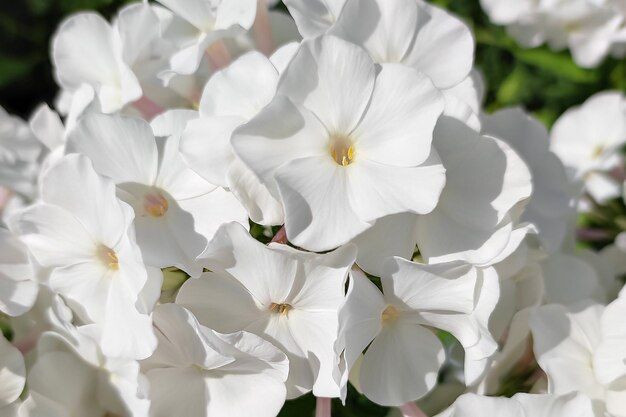 Fleurs de phlox Jardinage Une carte de voeux Fêtes et événements