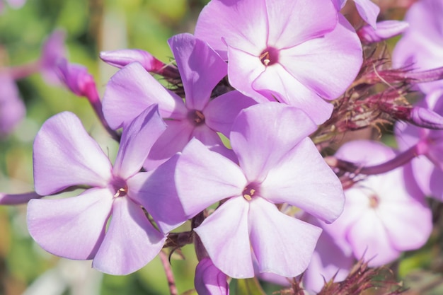 Fleurs de phlox Une plante rose en fleurs Fêtes et événements