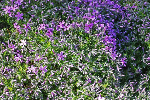 Fleurs de Phlox subulata