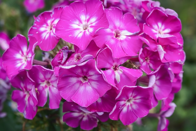 Fleurs de phlox violet dans le jardin