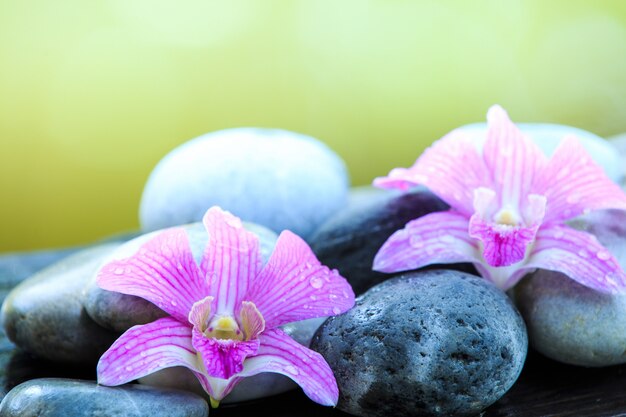 Fleurs de pierre zen et d'orchidée rose