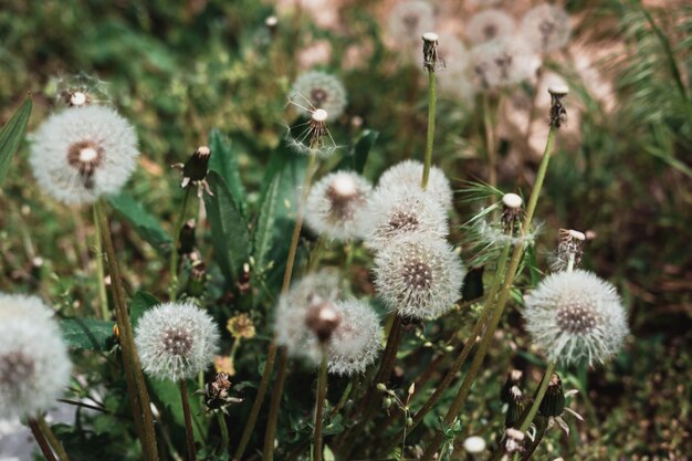 Fleurs de pissenlit blanc moelleux Prairie de pissenlits graines de pissenlit gros plan