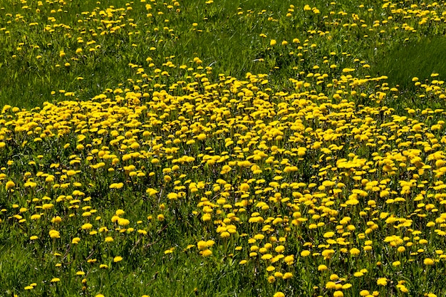 Fleurs de pissenlit jaune en été