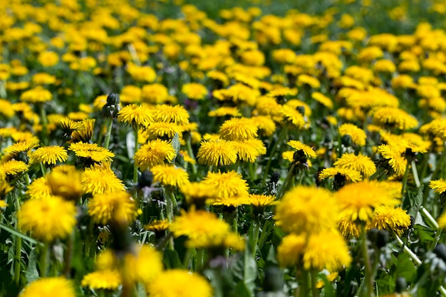 Fleurs de pissenlit jaune en été