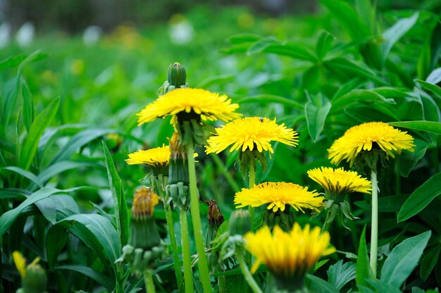 Fleurs de pissenlit jaune sur fond d'herbe verte