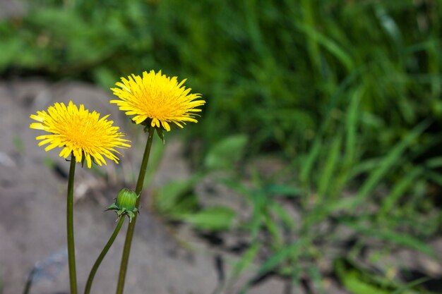 Fleurs de pissenlit jaune sur l'herbe verte