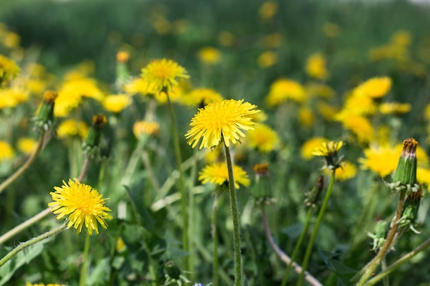 Fleurs de pissenlit jaune sur la pelouse