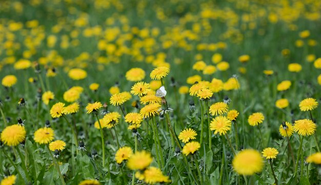 Fleurs de pissenlit des prés, fond de nature