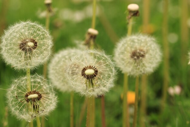 Fleurs de pissenlit, tonalité de couleur verte