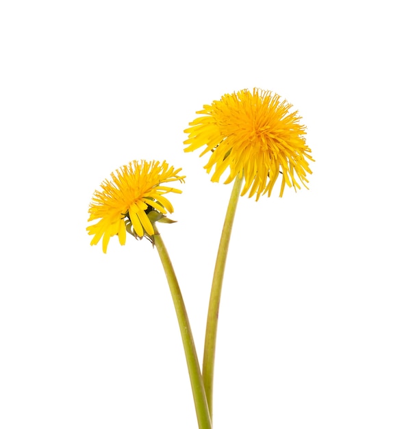 Fleurs de pissenlits avec des feuilles isolées sur une surface blanche