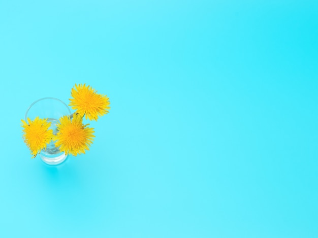 Fleurs de pissenlits jaunes dans un petit verre avec de l'eau sur bleu