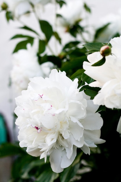 Photo fleurs de pivoine blanche avec des feuilles vertes dans le jardin