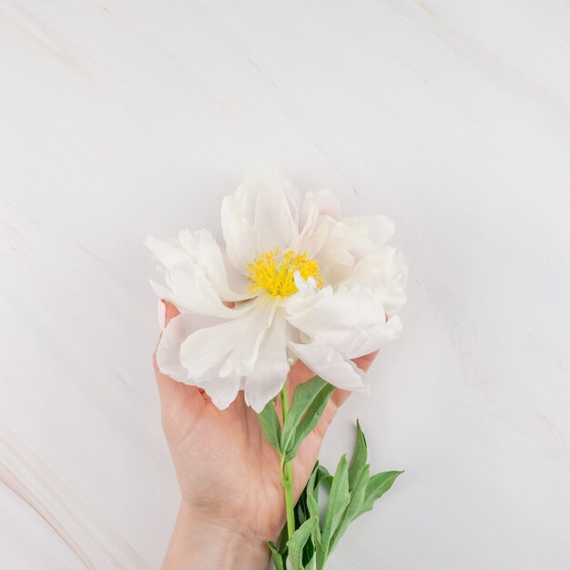 Fleurs de pivoine blanche sur fond de marbre