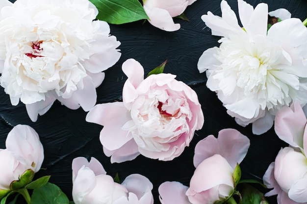 Fleurs de pivoine en fleurs comme fond d'art floral flatlay botanique et image de marque de luxe