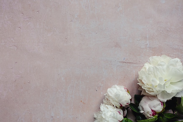 Fleurs de pivoine en fleurs duveteuses blanches avec des feuilles vertes sur fond de béton vieilli rose à plat.