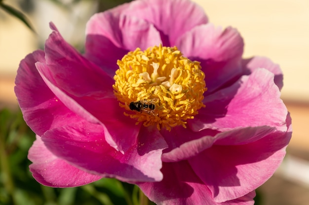 Fleurs de pivoine en fleurs roses dans le jardin.