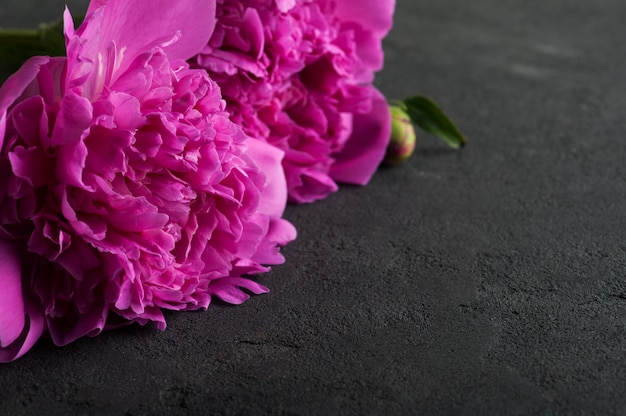 Fleurs de pivoine sur fond noir