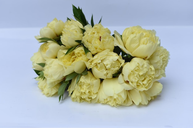 Photo fleurs de pivoine jaune