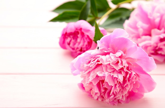 Fleurs de pivoine pourpre sur fond de bois rose.