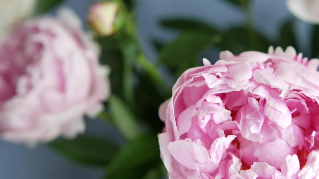 Fleurs de pivoine printemps fleur fleur floral printemps flore botanique inflorescence