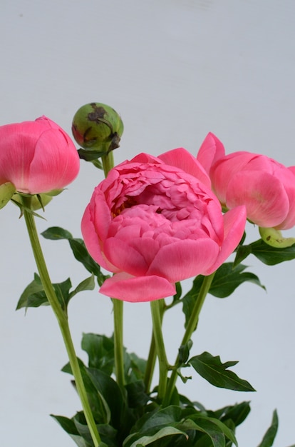 Fleurs de pivoine rose sur fond blanc