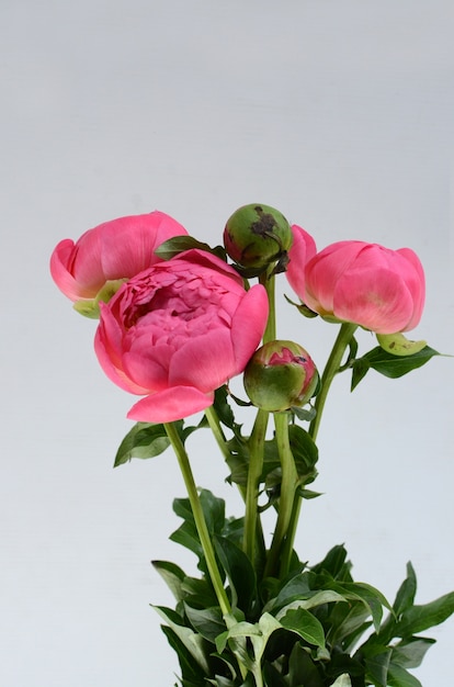 Fleurs de pivoine rose sur fond blanc