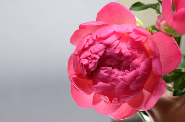 Fleurs de pivoine rose sur fond blanc