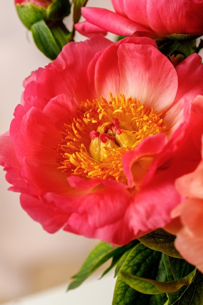 Fleurs de pivoine se bouchent sur fond clair