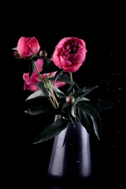 Fleurs de pivoine sous la pluie sur fond noir