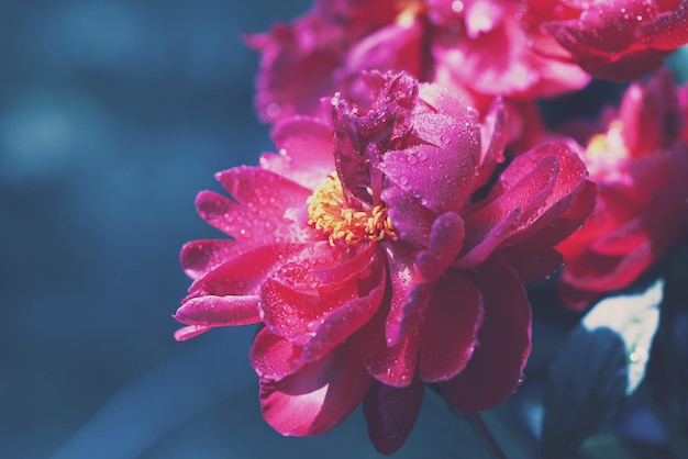 Fleurs de pivoines en fleurs vintage dans le jardin