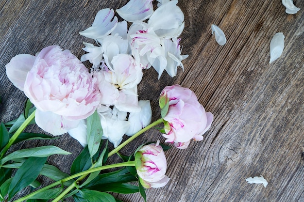 Fleurs de pivoines fraîches