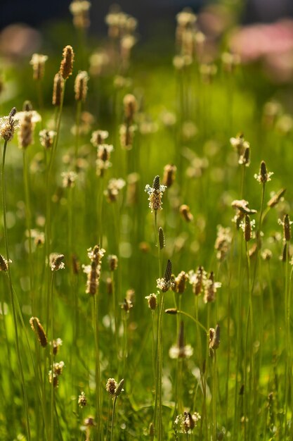 Fleurs de plantain en contre-jour en été