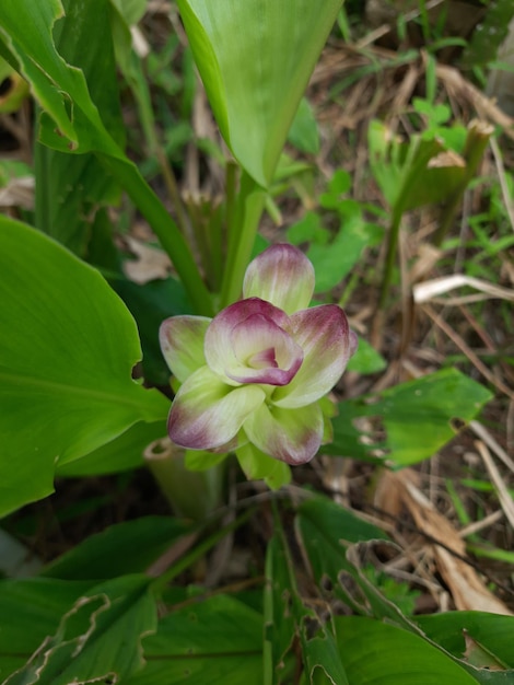 fleurs de la plante herbacée de curcuma