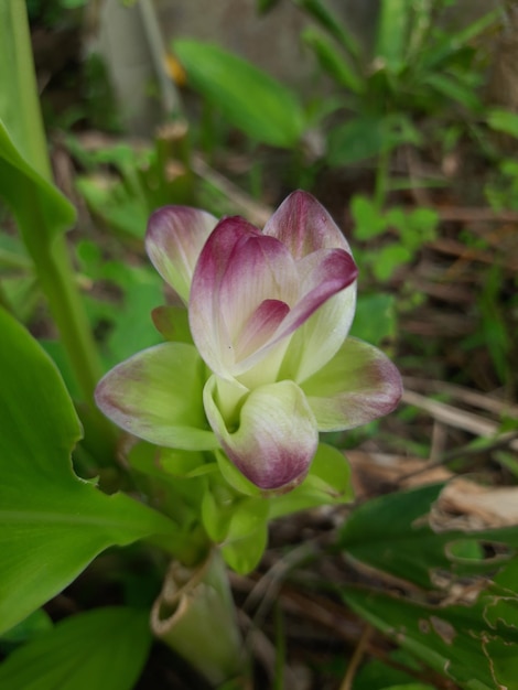 fleurs de la plante herbacée de curcuma