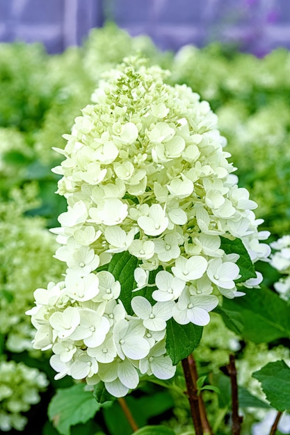 Fleurs de la plante hortensia paniculata close up