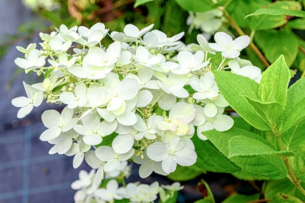 Fleurs de la plante hortensia paniculata close up