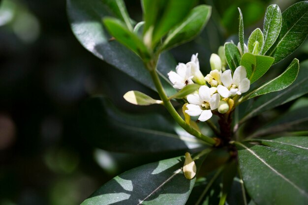 Fleurs de plante ornementale PITTOSPORUM TOBIRA petites fleurs blanches