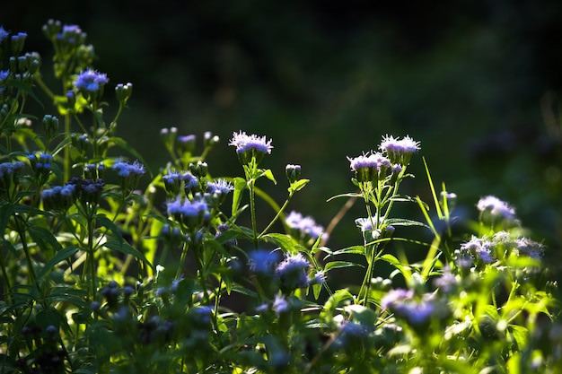 fleurs sur la plante en pleine floraison par une belle journée ensoleillée