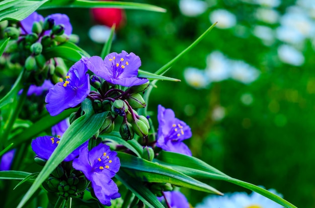 Fleurs de la plante tradescantia sur un parterre de fleurs