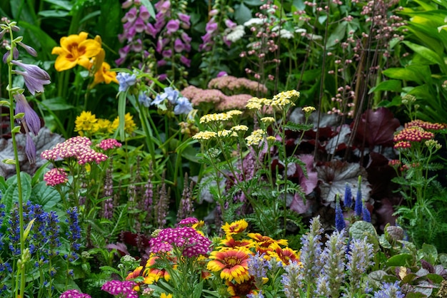 Fleurs et plantes décoratives dans le jardin